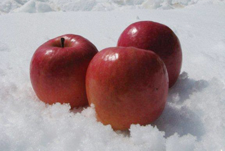 菅平高原4月生まれ、秀逸の「雪中埋蔵りんご」｜農畜産物｜長野県の