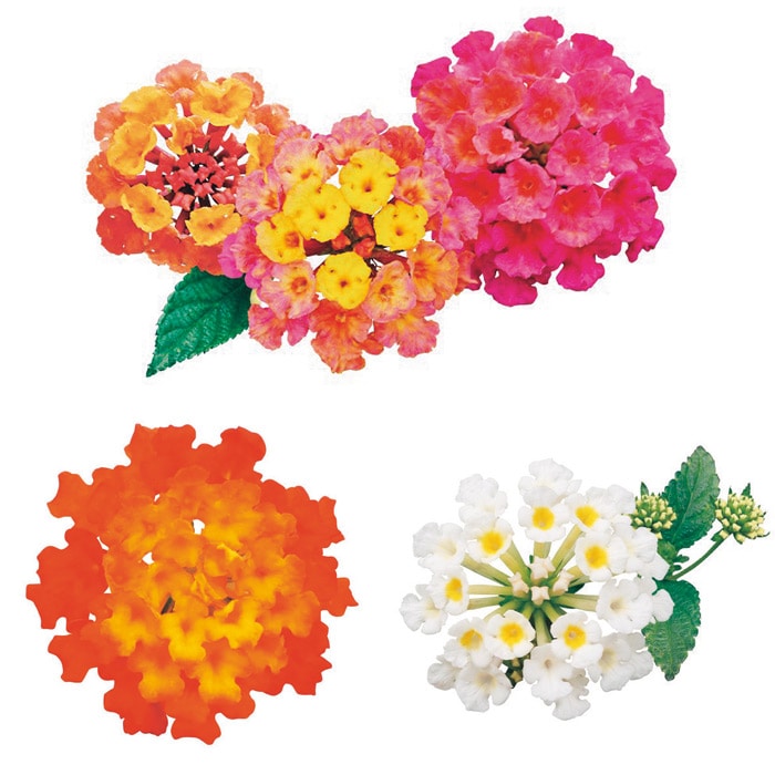 ランタナ スーパーランタナ 3種セット｜種（タネ）,球根,苗,資材