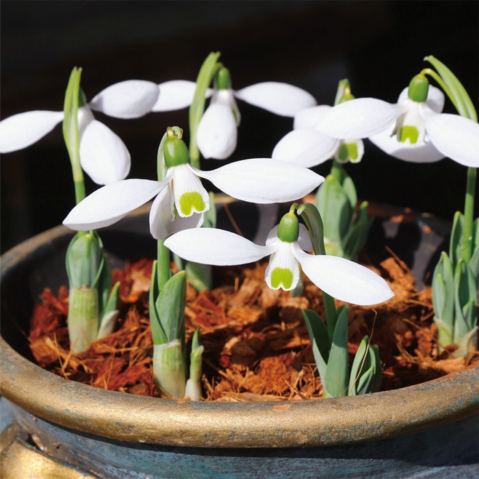 スノードロップ マウントエベレスト｜種（タネ）,球根,苗,資材