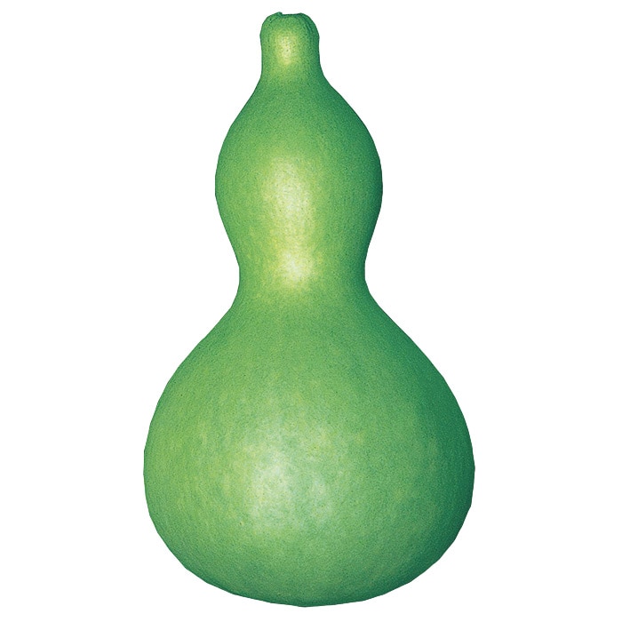 ヒョウタン 大ひょうたん｜種（タネ）,球根,苗,資材,ガーデニング