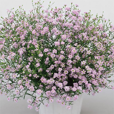 ジプソフィラ（かすみ草） ジプシー ピンク (ver.2)｜種（タネ）,球根