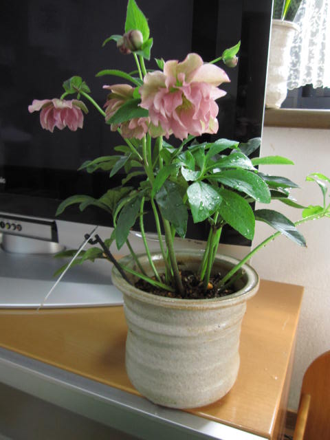 楽天市場】クリスマスローズ 広瀬園芸 ソレイユ ダブル 0213-006 現品