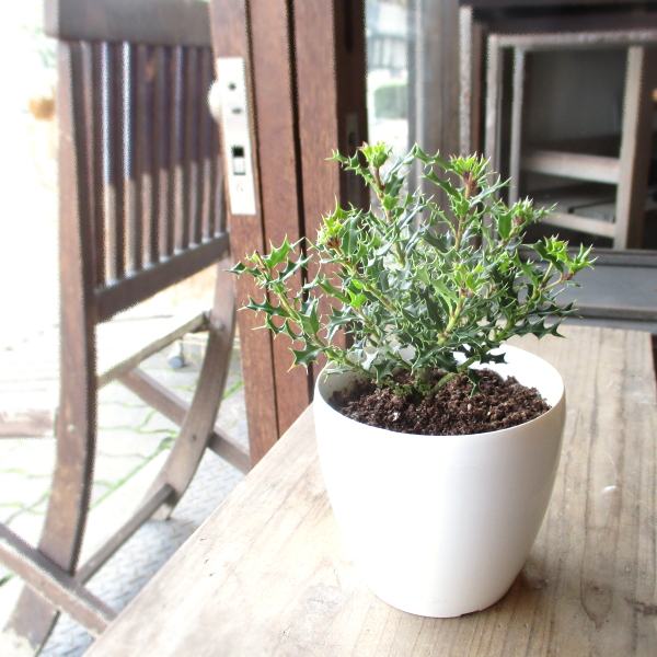 姫ヒイラギ 3.5号鉢サイズ 鉢植え 魔除けの木 厄除けの木 ヒメヒイラギ