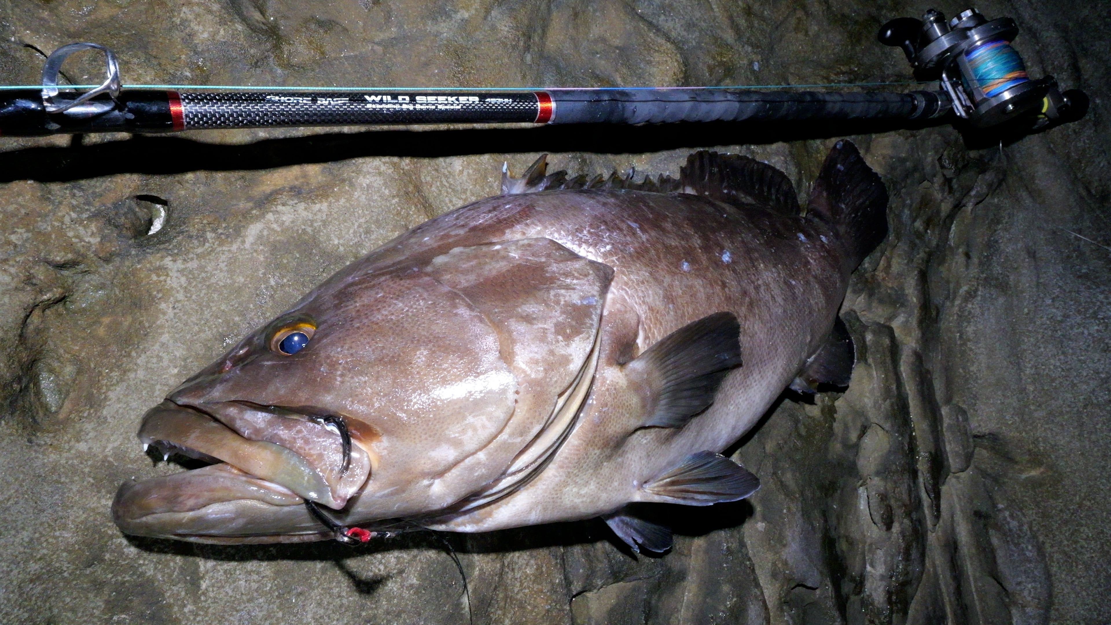 磯】大型クエ(アラ)用竿・ロッドの選び方 | 最強の大型クエを獲れる