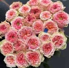 シャーウッド バラ苗 くすみカラー 6号鉢 強健 | Shop at Mercari from