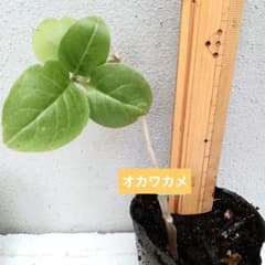 おかわかめ オカワカメ 3苗 抜き苗 無農薬 | Shop at Mercari from