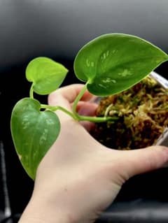 アロカシア 希少 斑入りマハラニ | Shop at Mercari from Japan! | Buyee