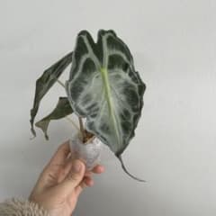 アロカシア ヴェノム Alocasia 'Venom' 管理番号s227 - メルカリ