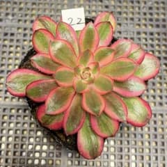 22 #多肉植物アエオニウム錦❤️ シャネル❤️1大頭 11cm拨き苗 - メルカリ