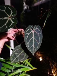 23 Zamora Queen ザモラクイーン Anthurium アンスリウム | Shop at