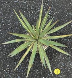 ユッカグロリオサ 散り斑 抜き苗 ➀ - メルカリ