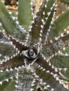 DBディッキア Dyckia Bill Baker hybrid #225 ⑴ - メルカリ