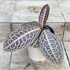 セール】ラビシア オブツシフォリア タートルバック 約5号鉢 No.001