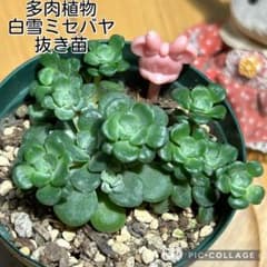 多肉植物 白雪ミセバヤ 抜き苗 根付き ピンクミニー - メルカリ