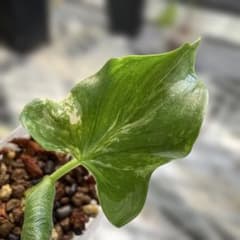 アロカシア 希少 斑入りマハラニ | Shop at Mercari from Japan! | Buyee