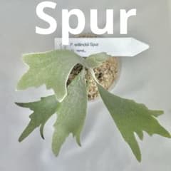 メルカリ便】P. Willinckii Spur(TC) 【40】 - メルカリ