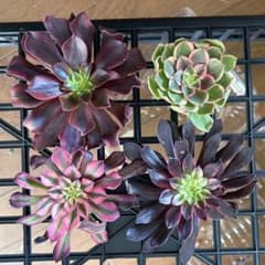 アエオニウム ピンクディジー 極上花顔株‼️抜き苗 多肉植物 | Shop at