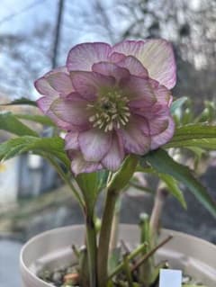 クリスマスローズ ddピエラ ローサ 吉田園芸希少アンティークピエラ 4