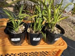 ⭐️キンリョウヘン3ポットAセット 新芽あり。（花芽か不明、花色