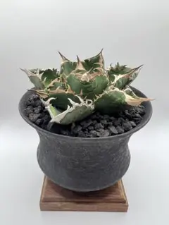 2026年最新】アガベクラウンの人気アイテム - メルカリ