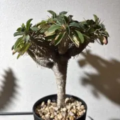 2026年最新】ギラウミニアナ 現地球の人気アイテム - メルカリ