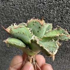 2026年最新】アガベ裏棘の人気アイテム - メルカリ