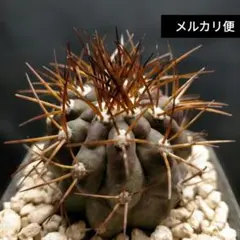 2026年最新】コピアポア 黒王丸の人気アイテム - メルカリ