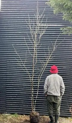 2026年最新】アオダモ 株立ちの人気アイテム - メルカリ