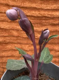 クリスマスローズ 原種 オドルス① シングル 緑 香り有り - メルカリ