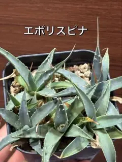 2026年最新】エボリスピナ陽炎の人気アイテム - メルカリ