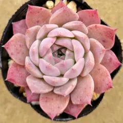 2026年最新】多肉リンゼアナの人気アイテム - メルカリ