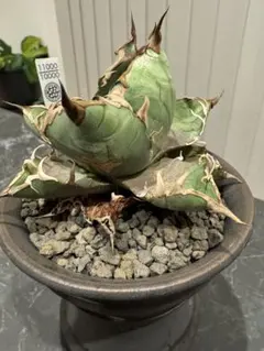 2026年最新】シチリア アガベの人気アイテム - メルカリ