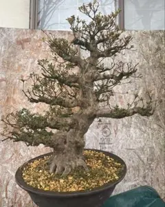 2026年最新】皐月盆栽の人気アイテム - メルカリ