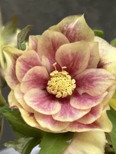 2026年最新】クリスマスローズ ソレイユの人気アイテム - メルカリ