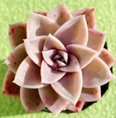 2026年最新】ハリーワトソン 多肉の人気アイテム - メルカリ