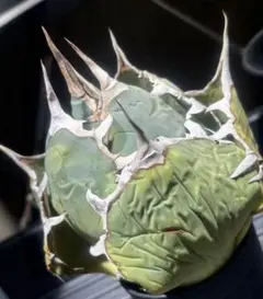 2026年最新】オアハカ オテロイ 現地球の人気アイテム - メルカリ