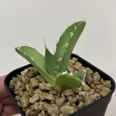 2026年最新】アングリーハートの人気アイテム - メルカリ