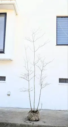 2026年最新】山採り ツツジの人気アイテム - メルカリ