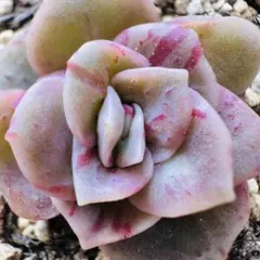 2026年最新】ラブリーローズ錦 赤斑の人気アイテム - メルカリ