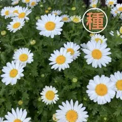 2026年最新】ノースポール苗の人気アイテム - メルカリ