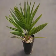 2026年最新】チャメロップスの人気アイテム - メルカリ