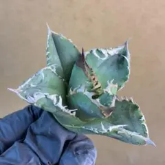 2026年最新】アガベ ブツブツの人気アイテム - メルカリ