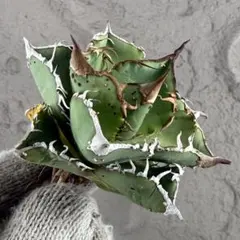 2026年最新】アガベ星空の人気アイテム - メルカリ