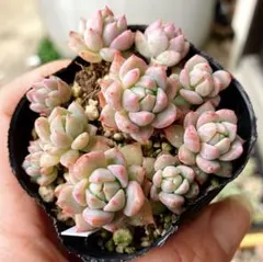 2026年最新】ダーリーサンシャインの人気アイテム - メルカリ