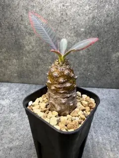 2026年最新】パキポディオイデスの人気アイテム - メルカリ