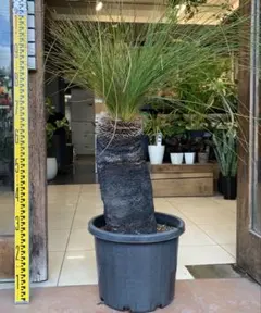 2026年最新】クサントロエア ブラックボーイの人気アイテム - メルカリ