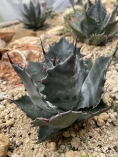 2026年最新】アガベ パラサナ ハイブリッドの人気アイテム - メルカリ