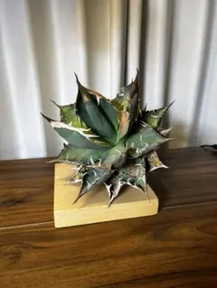 2026年最新】オアハカ 現地球の人気アイテム - メルカリ