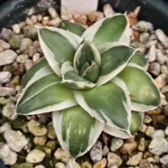 2026年最新】ピンキー アガベの人気アイテム - メルカリ