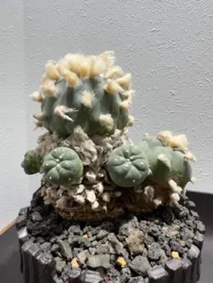 2026年最新】銀冠玉の人気アイテム - メルカリ